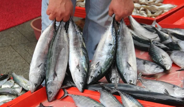 İstanbullunun balık tercihi belli oldu! Palamut rakiplerini geride bıraktı