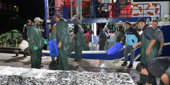 Halde balık bereketi yaşandı: İstanbullular bu ay palamut ve hamsiye doydu