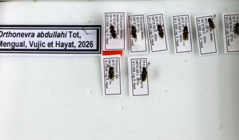 Prof. Dr. Rüstem Hayat, Yeni Sinek Türü Keşfetti, Merhum oğlunun adını bilim dünyasına ölümsüzleştirdi