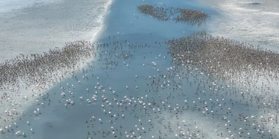 Türkiye’nin Tuz Gölleri risk altında: Tuzlu Göller Neden Yaşamsal Önem Taşıyor?