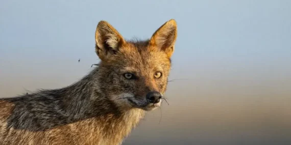 WWF Yaşayan Gezegen Raporu 2026: Biyoçeşitlilikte Kritik Düşüş