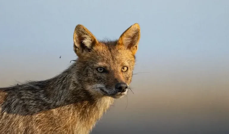 WWF Yaşayan Gezegen Raporu 2026: Biyoçeşitlilikte Kritik Düşüş
